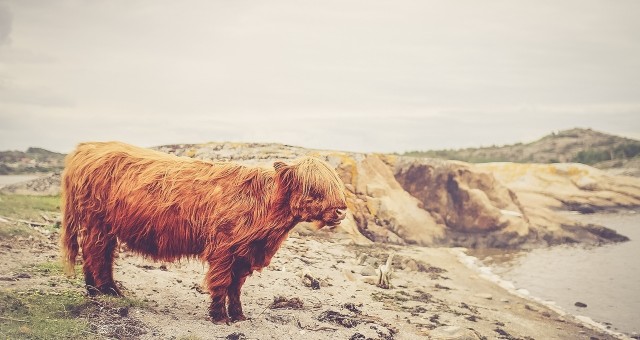cow
