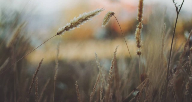 grass